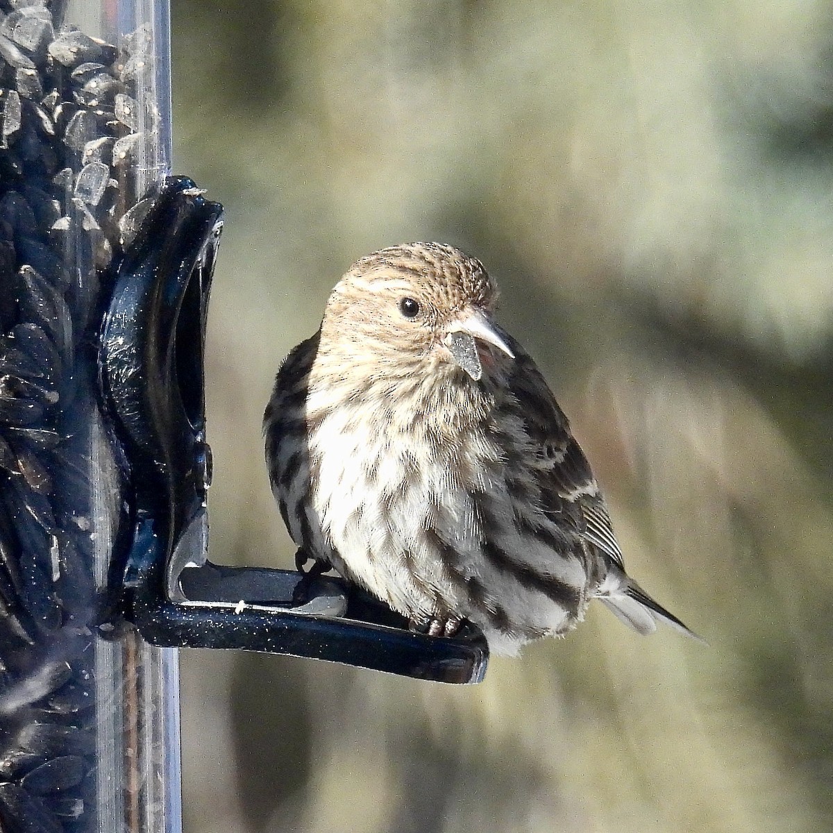 Pine Siskin - ML613654398
