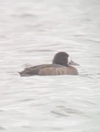 Greater Scaup - ML613654411