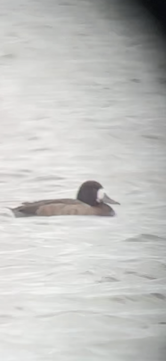 Greater Scaup - ML613654413
