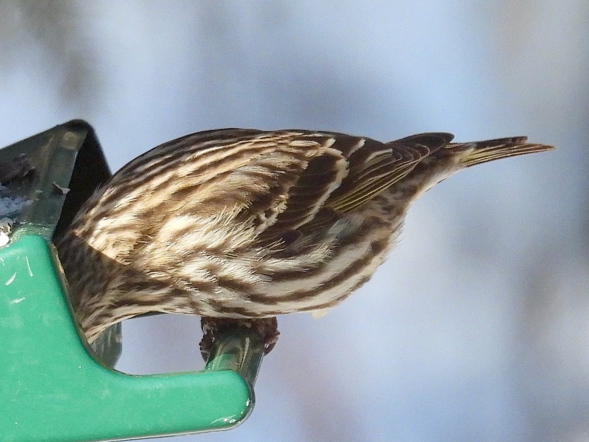 Pine Siskin - ML613654424