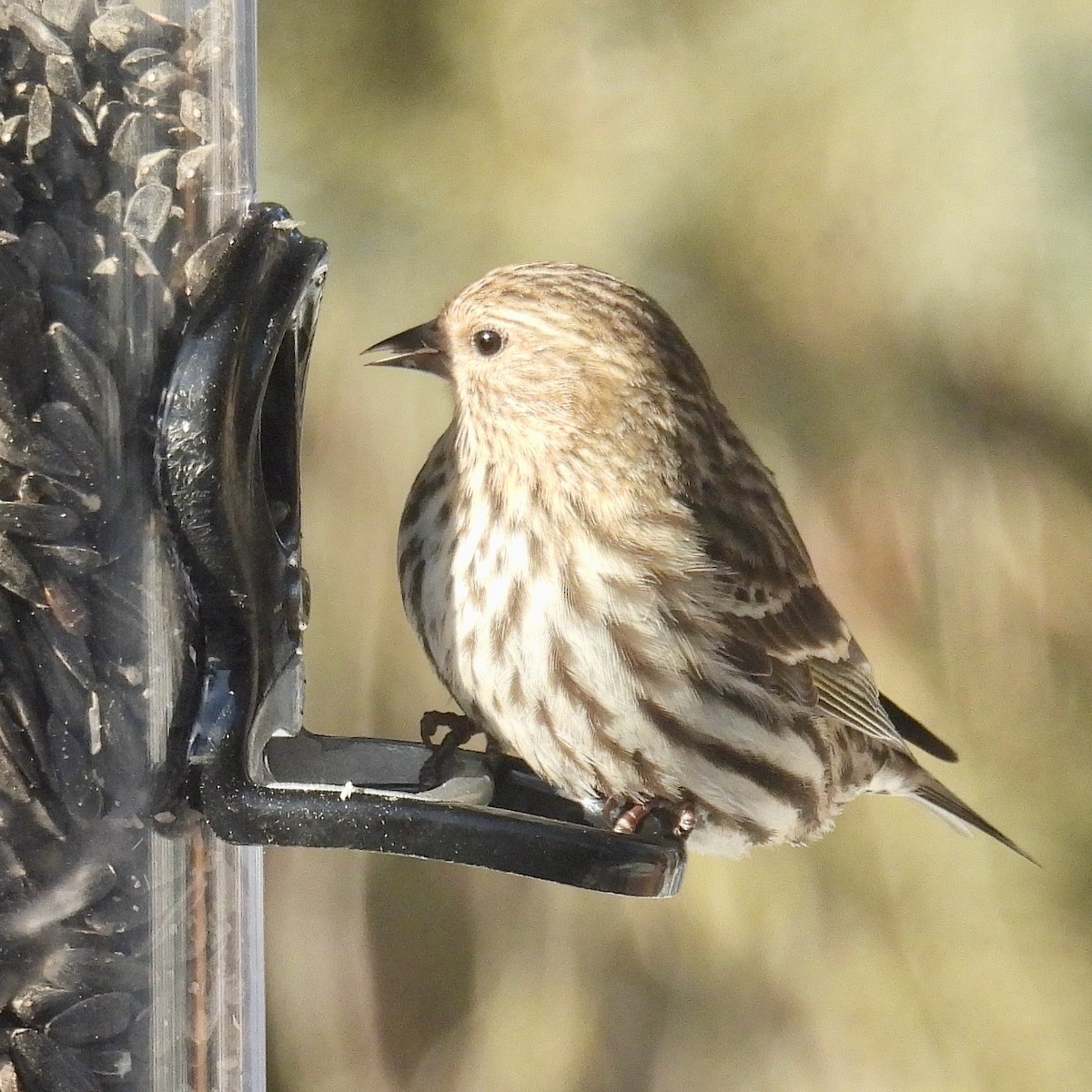 Pine Siskin - ML613654432