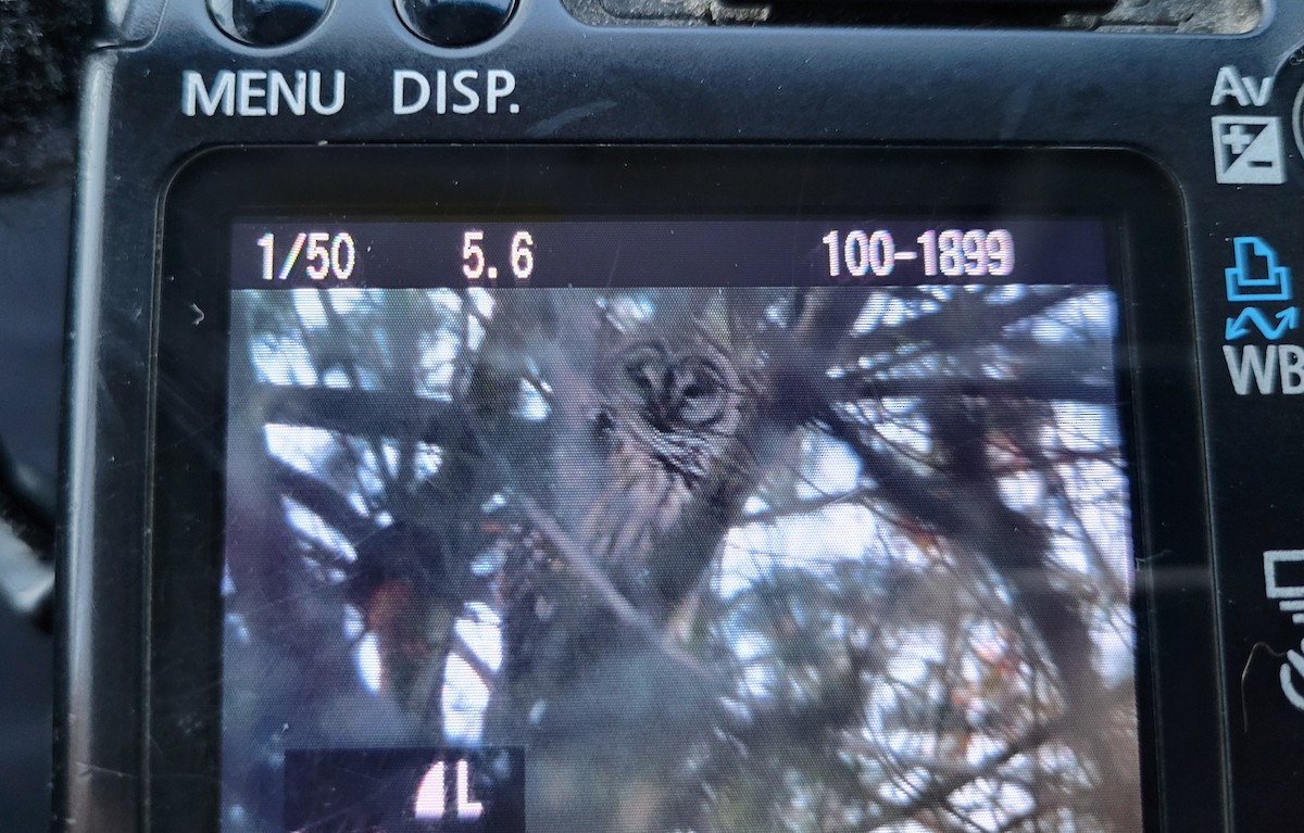 Barred Owl - John Carter