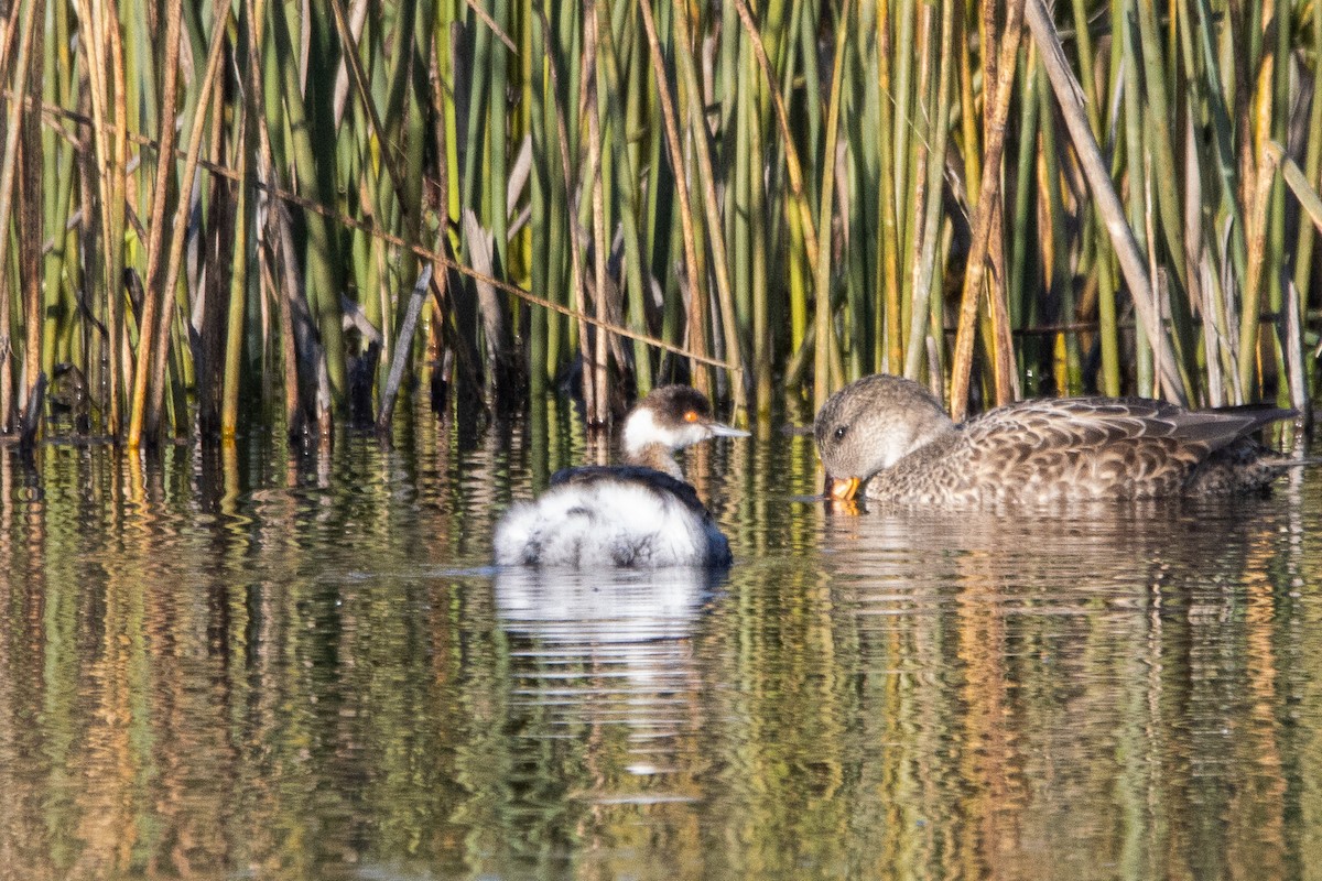 Eared Grebe - ML613654520