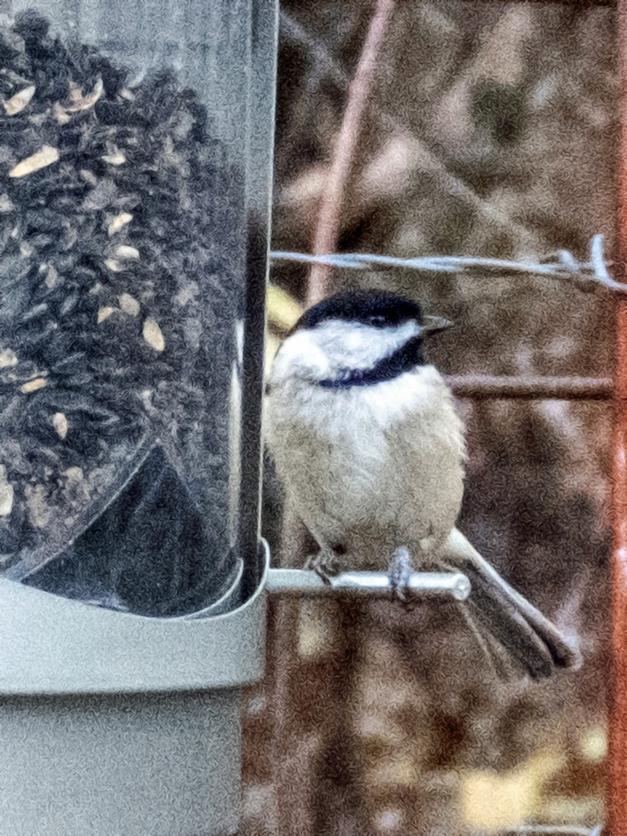 Carolina Chickadee - ML613654543