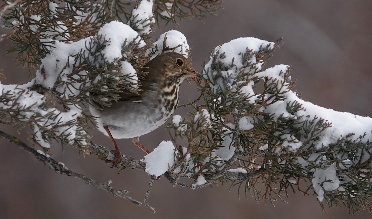 Hermit Thrush - ML613654548