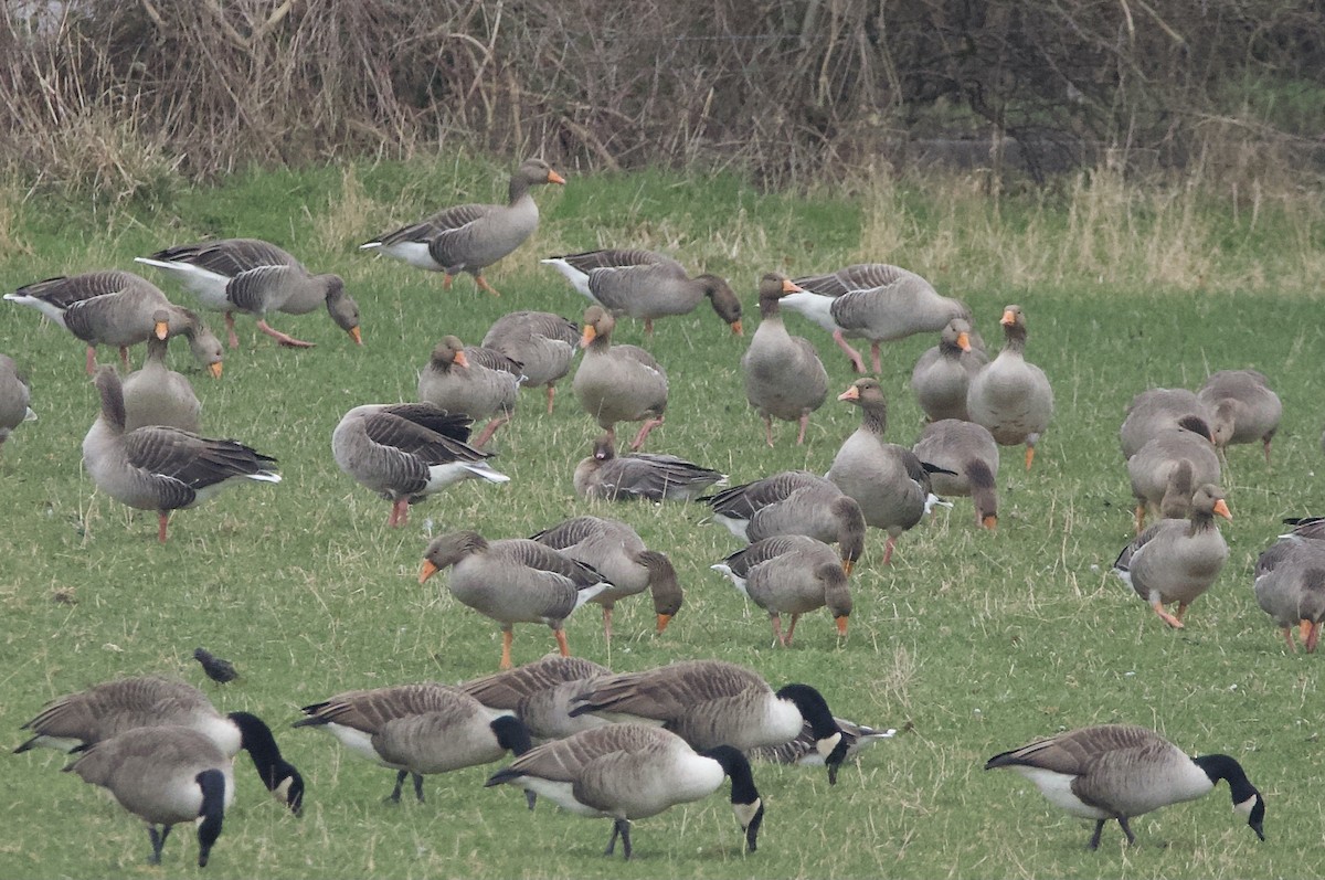 Pink-footed Goose - ML613654557