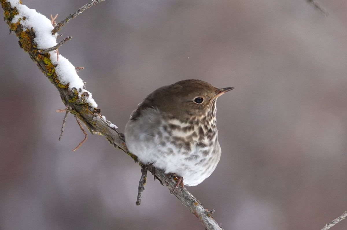 Hermit Thrush - ML613654559