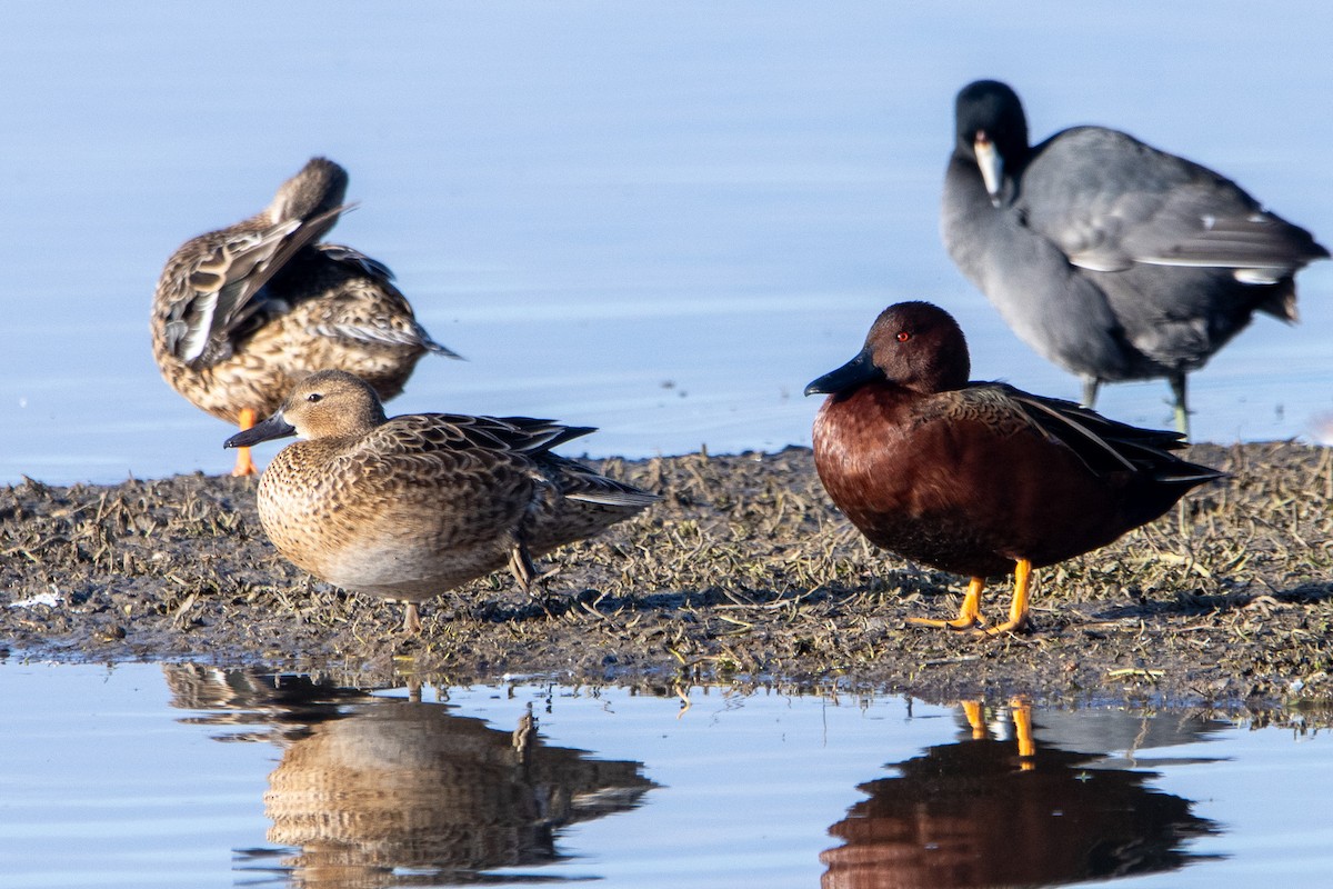 Cinnamon Teal - Tristan Yoo