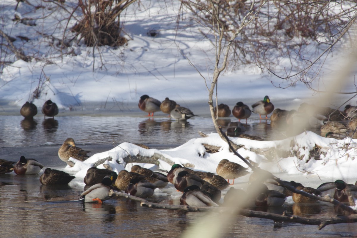 Northern Pintail - ML613654579