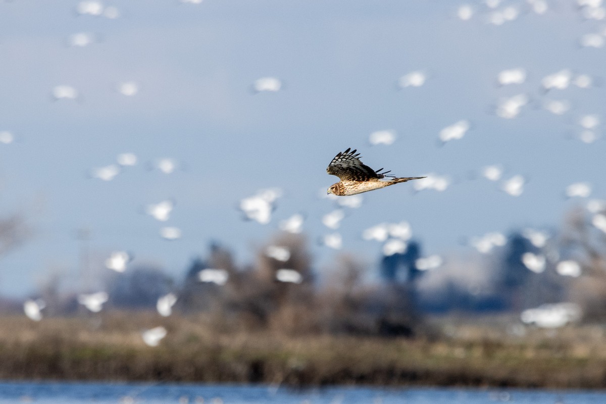 Northern Harrier - ML613654584