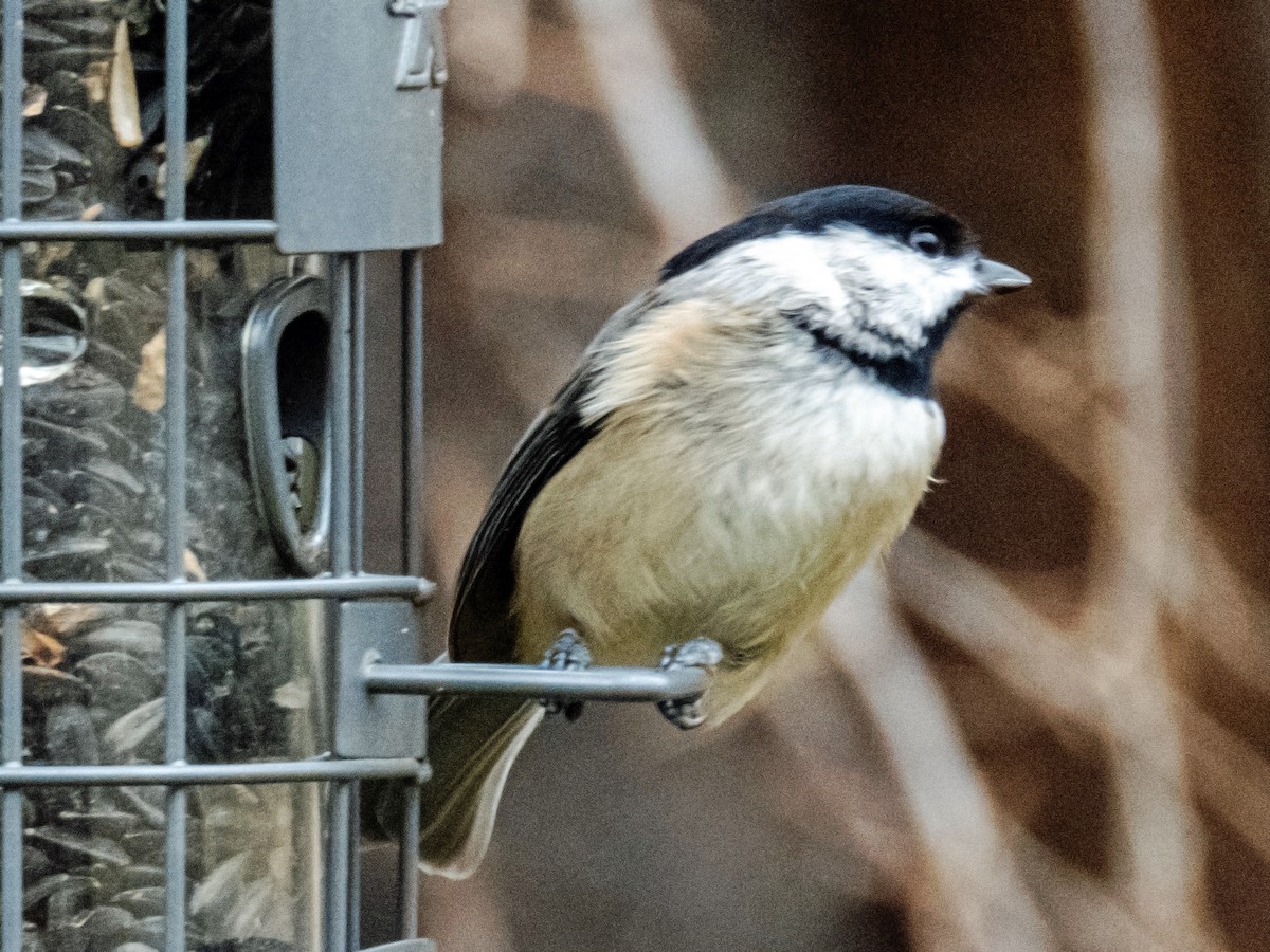 Carolina Chickadee - Esther M Key