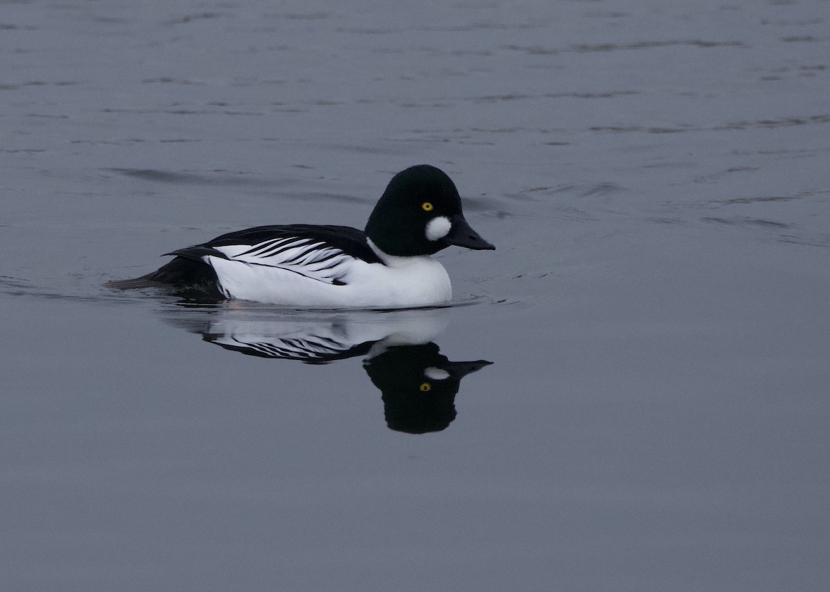 Common Goldeneye - ML613654595