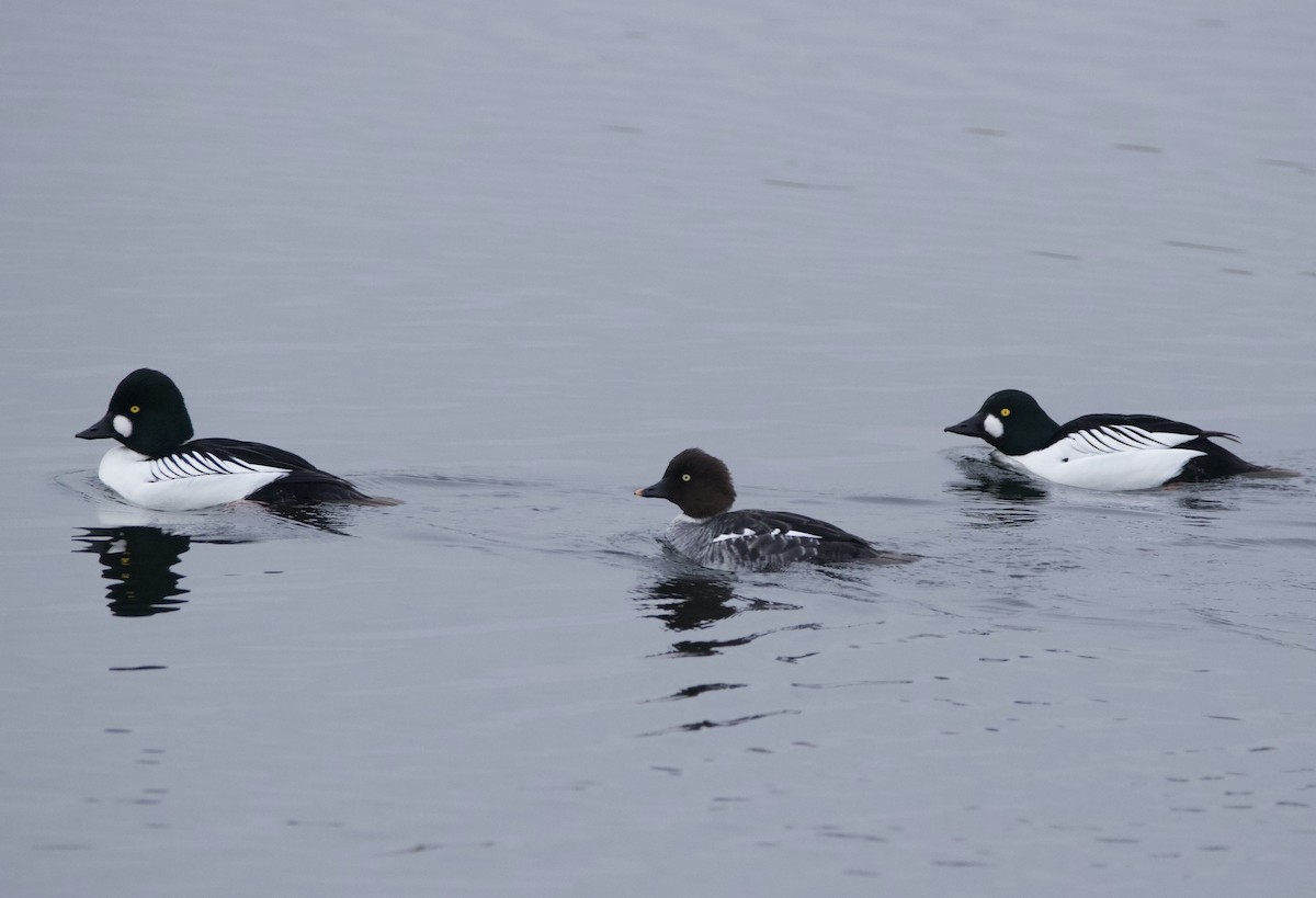 Common Goldeneye - ML613654596