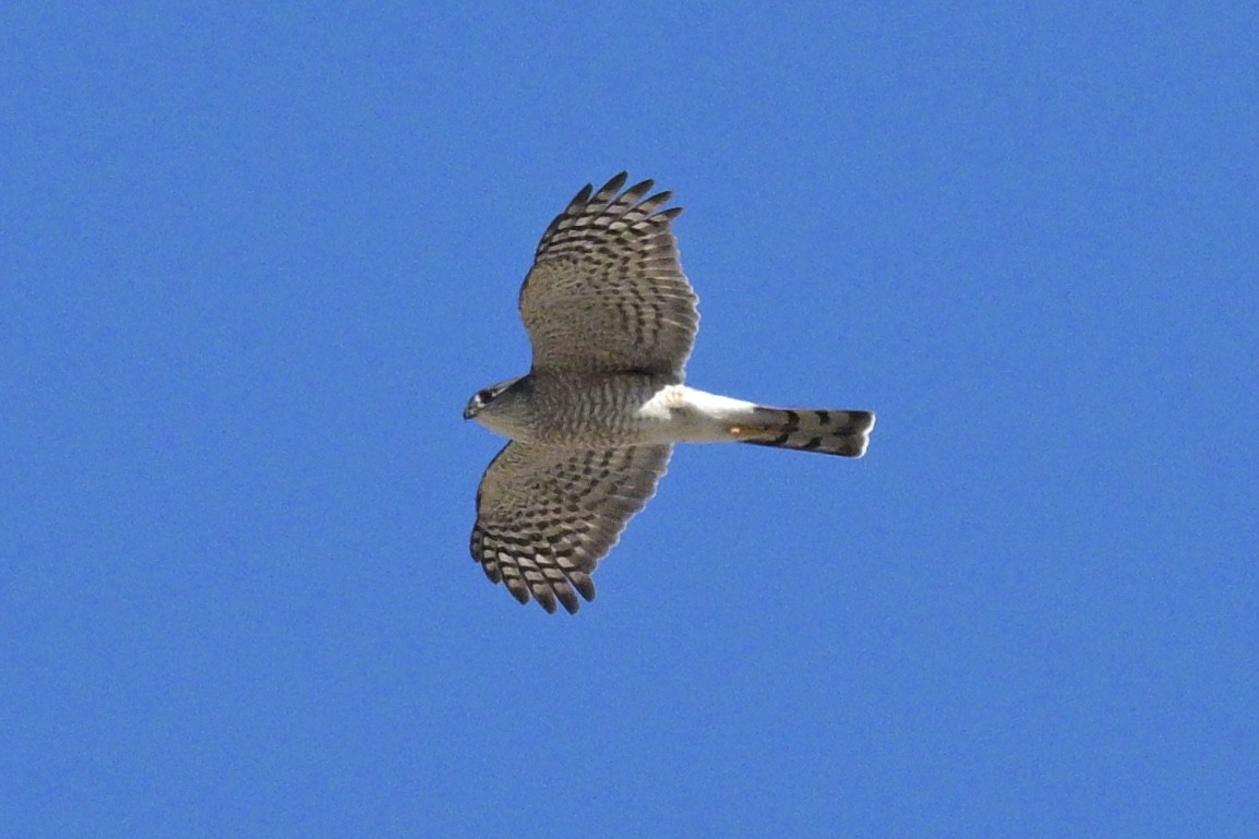 Sharp-shinned Hawk - ML613654662