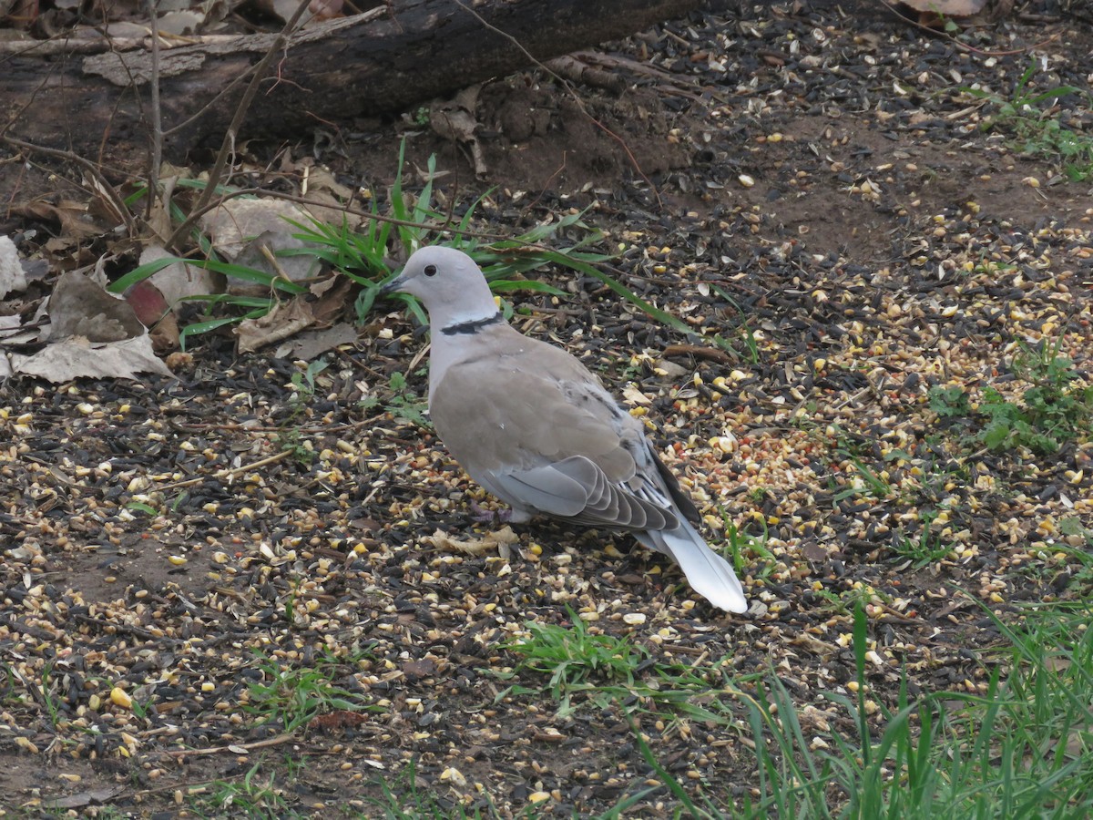 Eurasian Collared-Dove - ML613654700