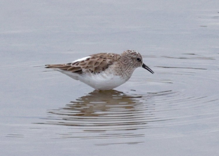 Least Sandpiper - ML613654733