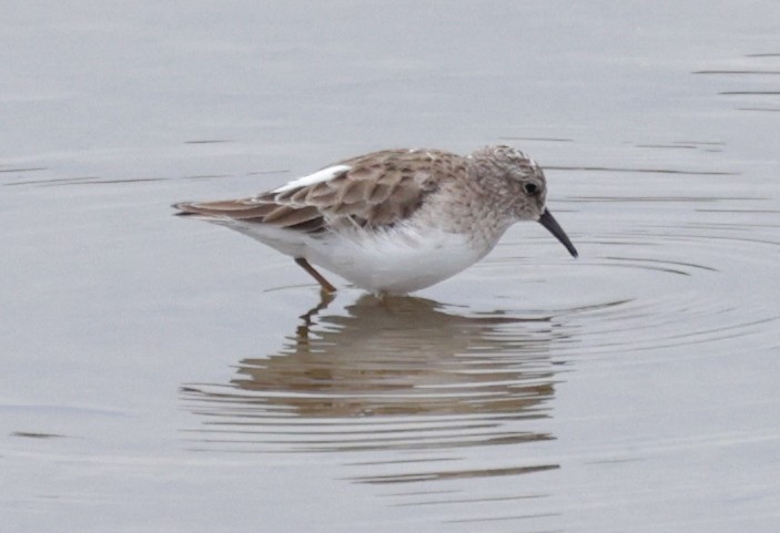 Least Sandpiper - ML613654734