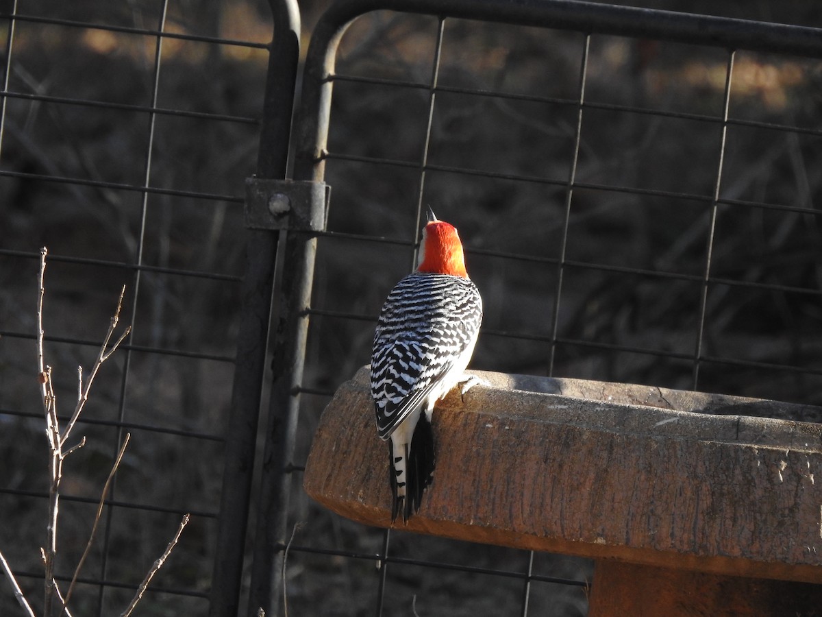 Red-bellied Woodpecker - ML613654769