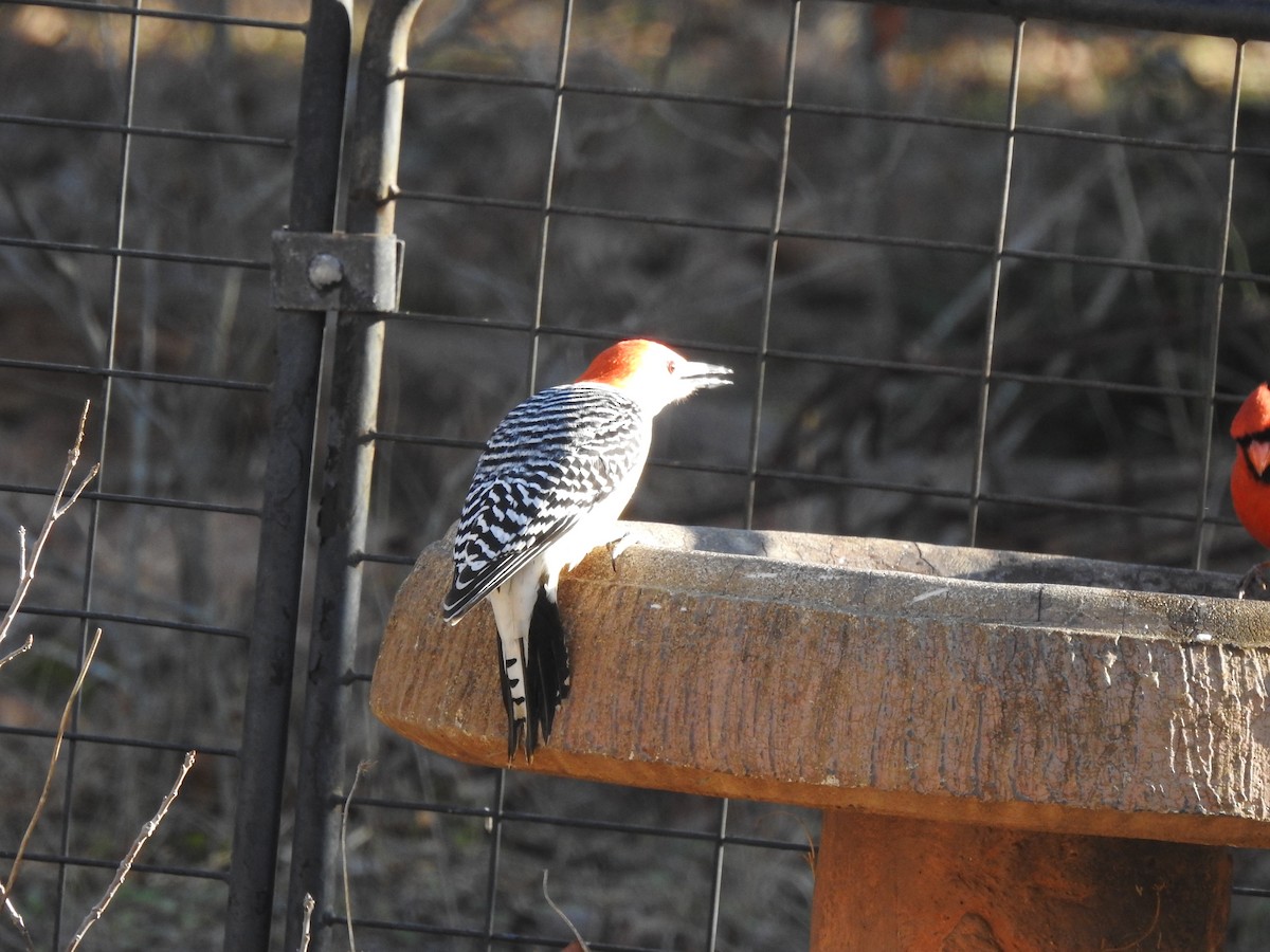 Red-bellied Woodpecker - ML613654770