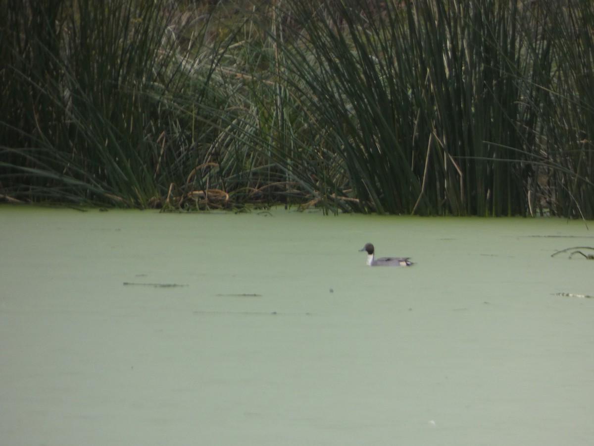 Northern Pintail - ML613654788