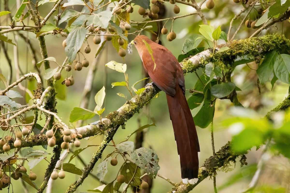 Squirrel Cuckoo - ML613654819