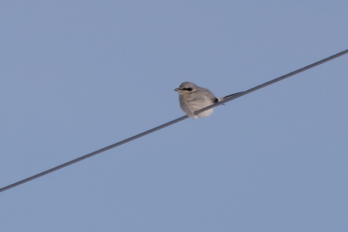 Northern Shrike - ML613654842