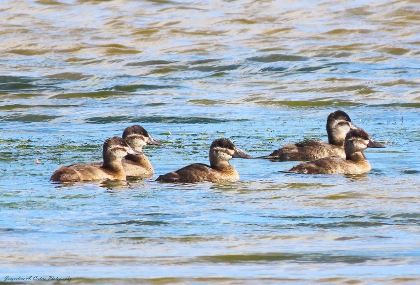 Ruddy Duck - ML613654913