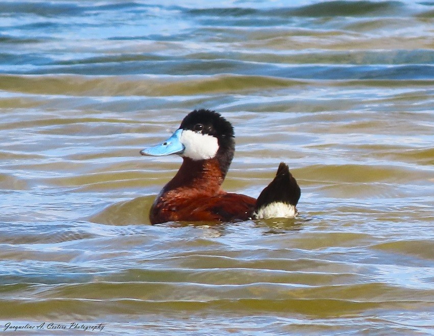 Ruddy Duck - Jacqueline A Cestero Nature Explorers Anguilla Team