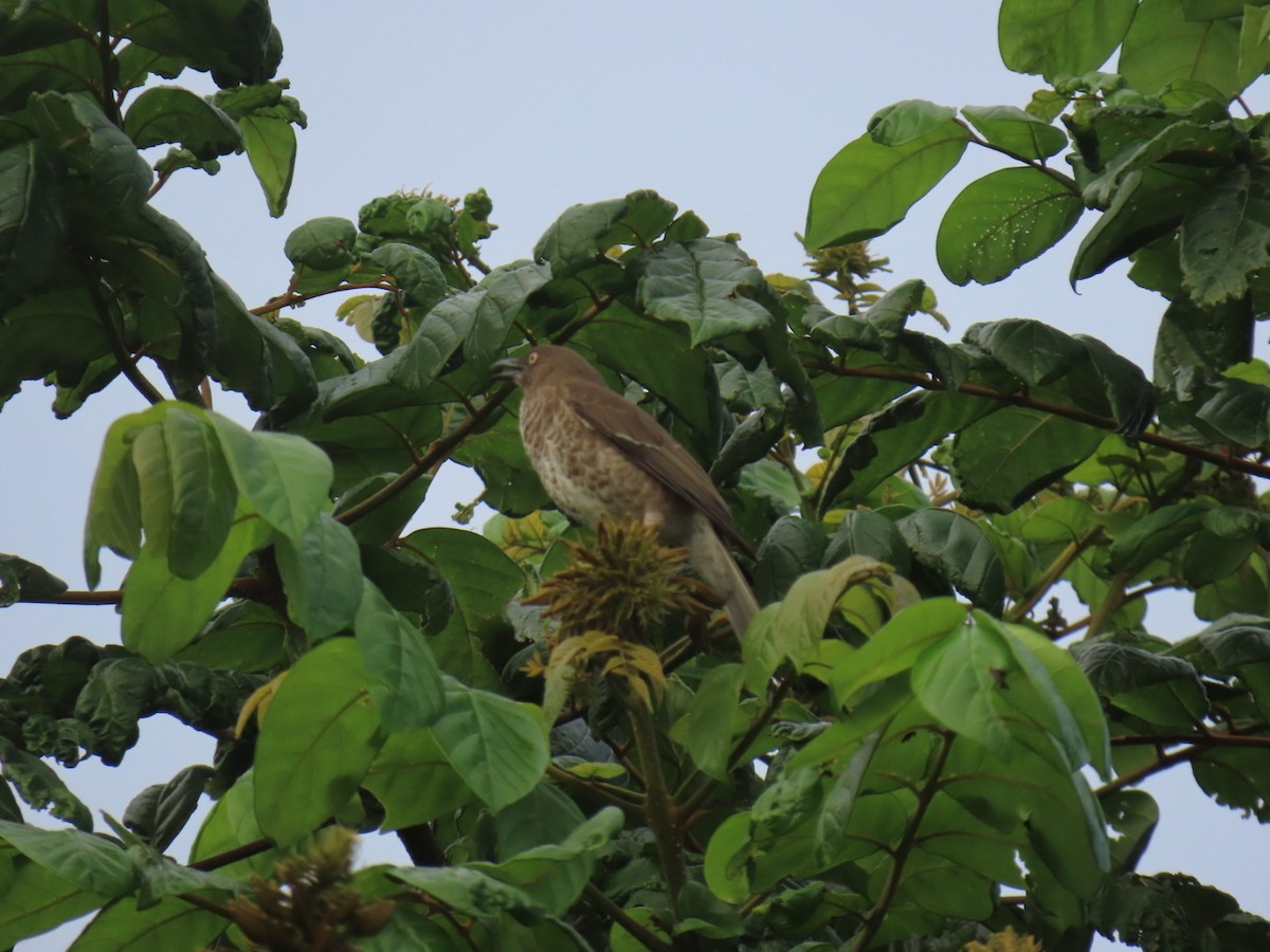 Scaly-breasted Thrasher - ML613654927