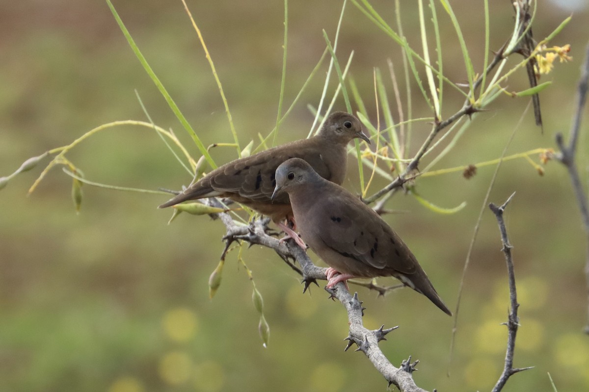 Plain-breasted Ground Dove - John van Dort