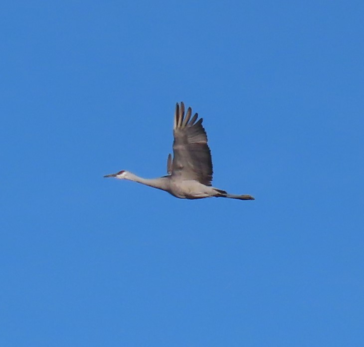 Sandhill Crane - ML613654967