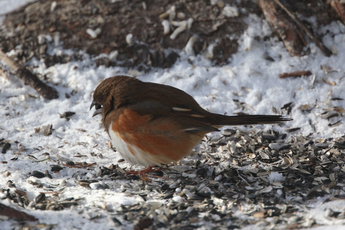 Eastern Towhee - ML613654988