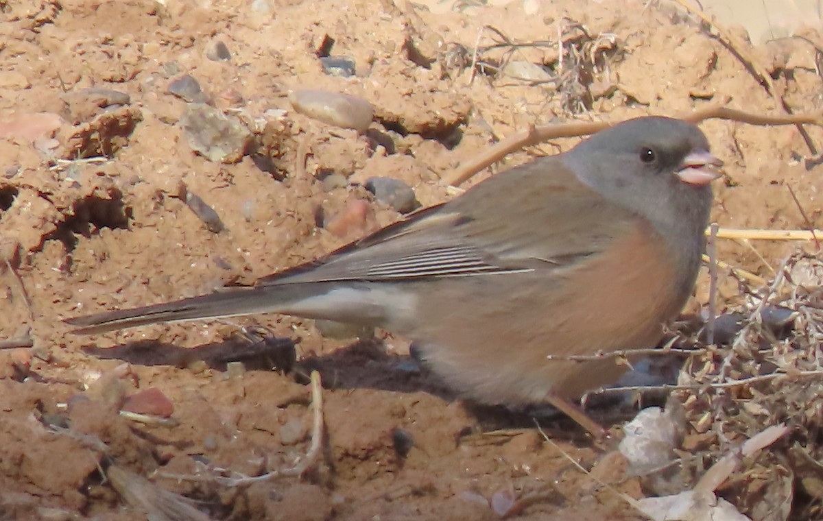 Dark-eyed Junco - ML613655033