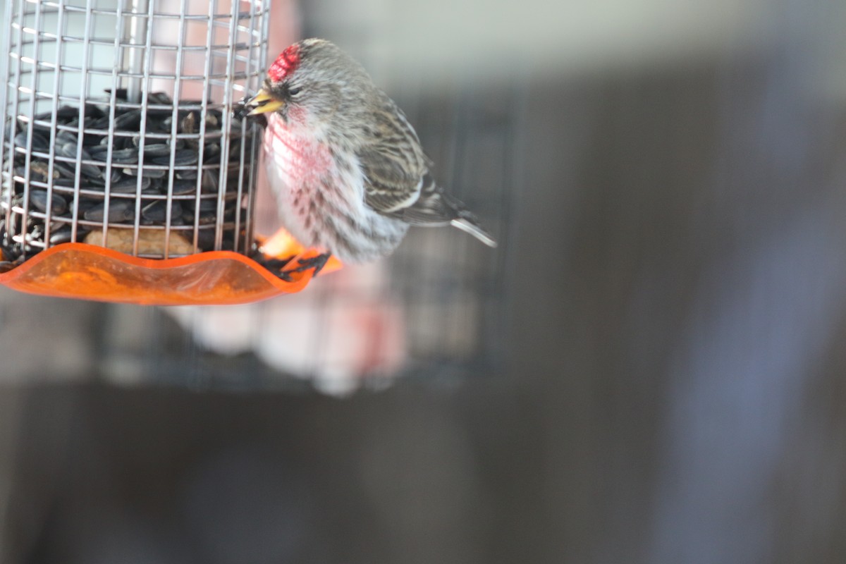 Common Redpoll - Don Weidl