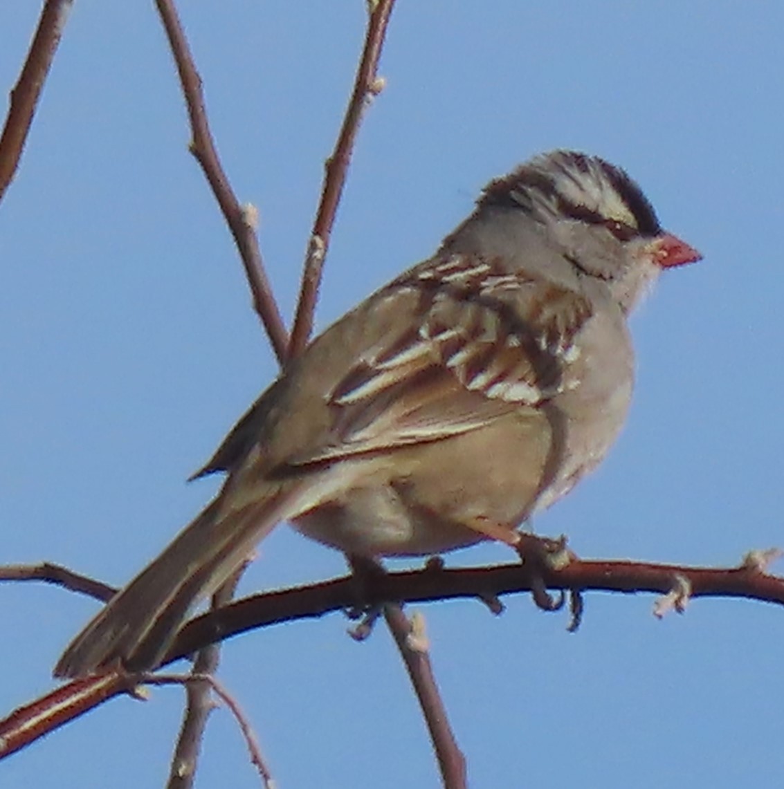 White-crowned Sparrow - ML613655041