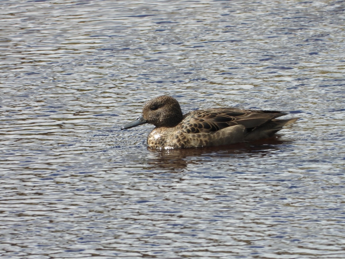 Andean Teal - ML613655125