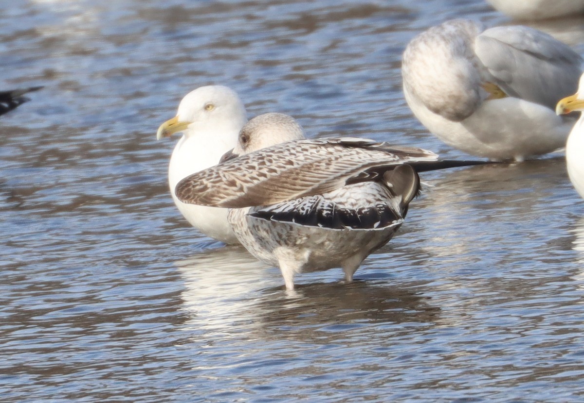 Great Black-backed Gull - ML613655145