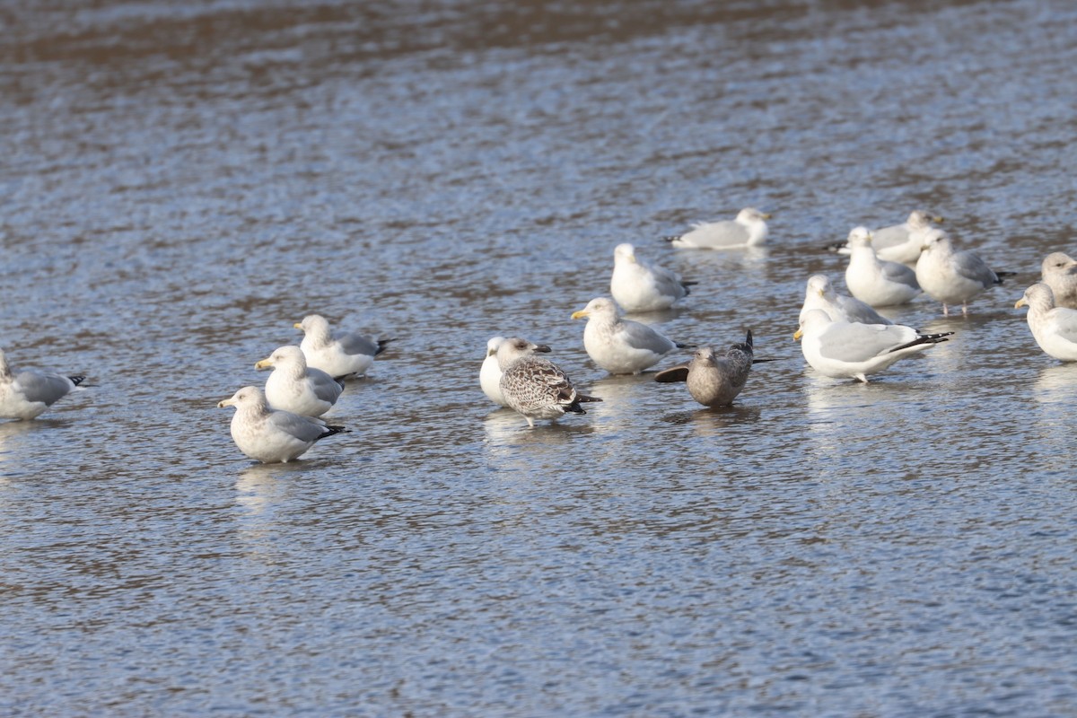 Great Black-backed Gull - ML613655148