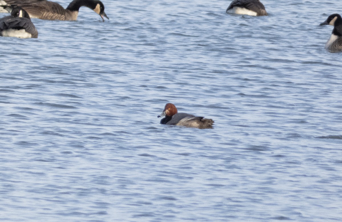 Redhead - Gordon Sheard