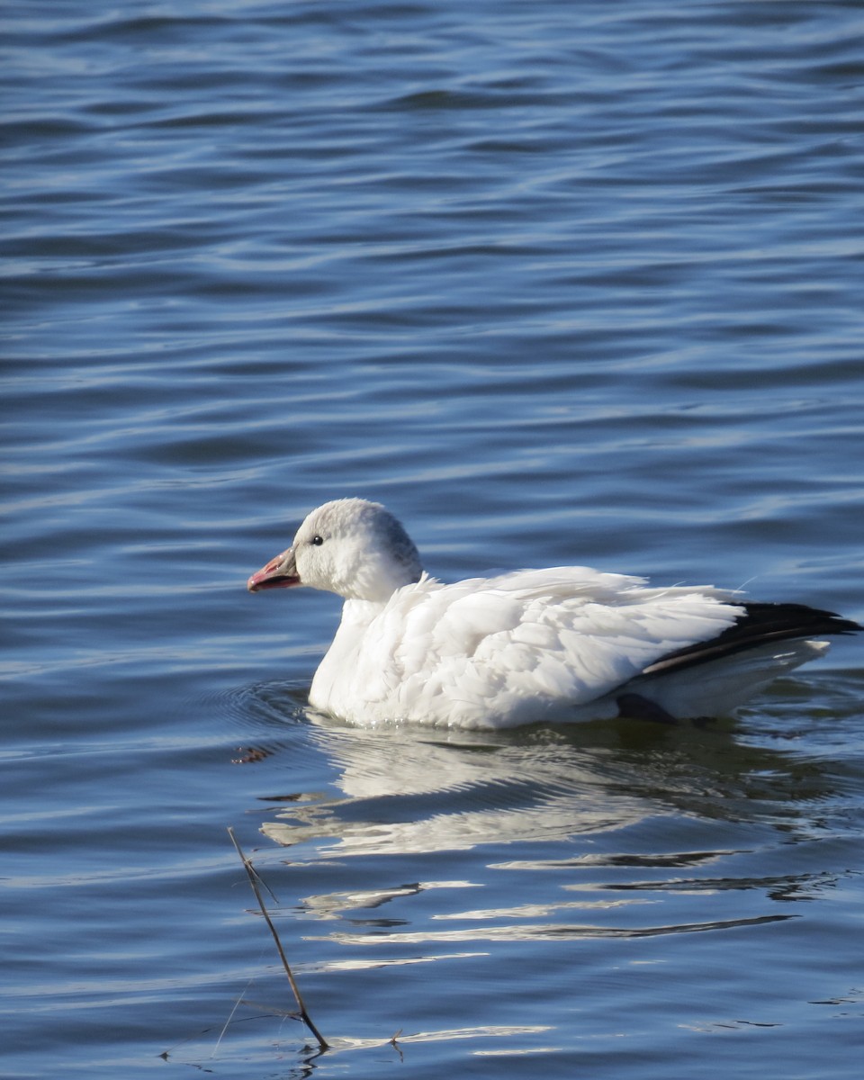 Ross's Goose - ML613655180