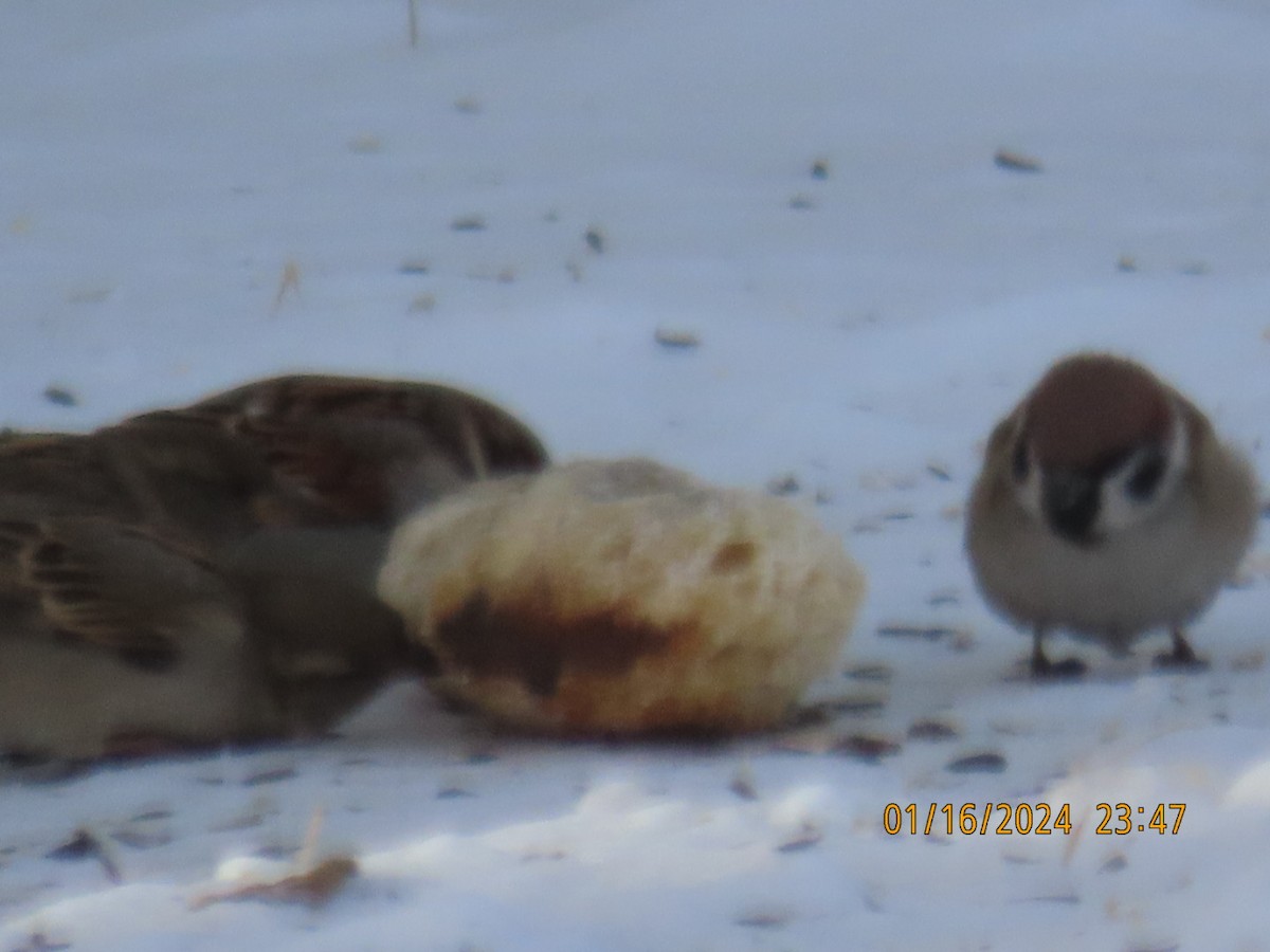 Eurasian Tree Sparrow - ML613655229