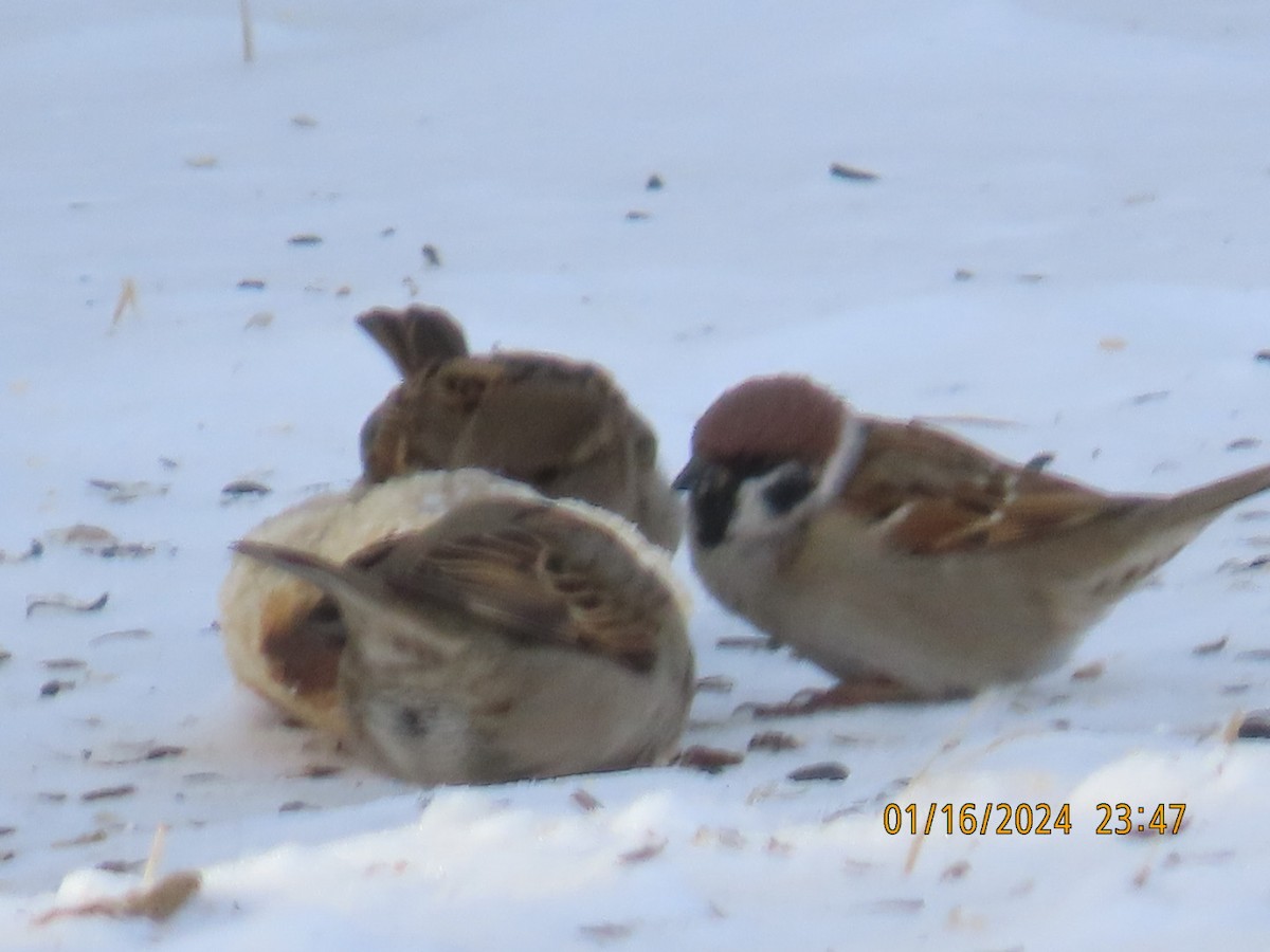 Eurasian Tree Sparrow - ML613655230