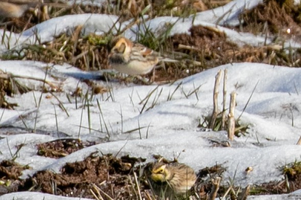 Lapland Longspur - ML613655232