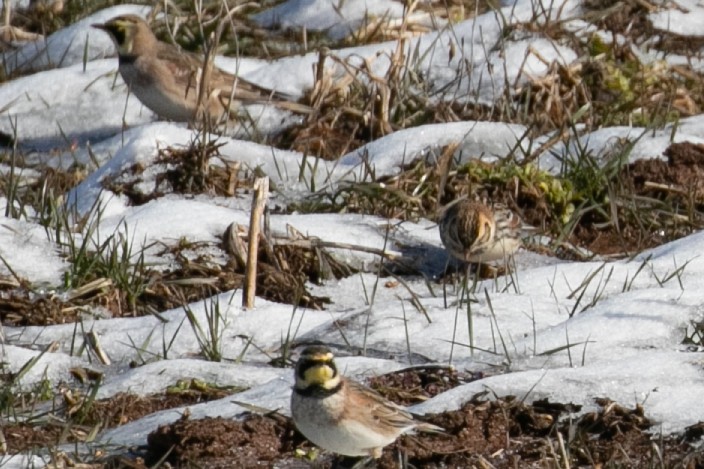 Lapland Longspur - ML613655233