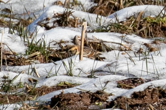 Lapland Longspur - ML613655234