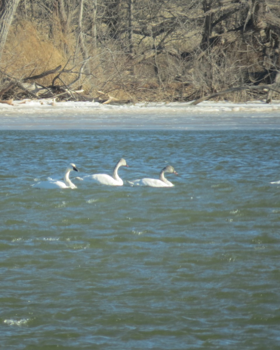 Tundra Swan - ML613655260