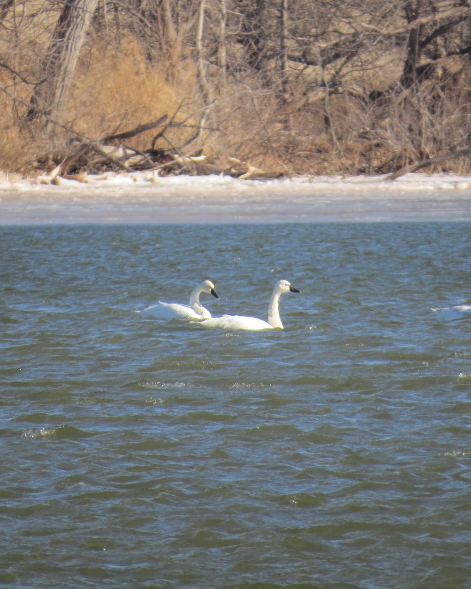 Tundra Swan - ML613655261