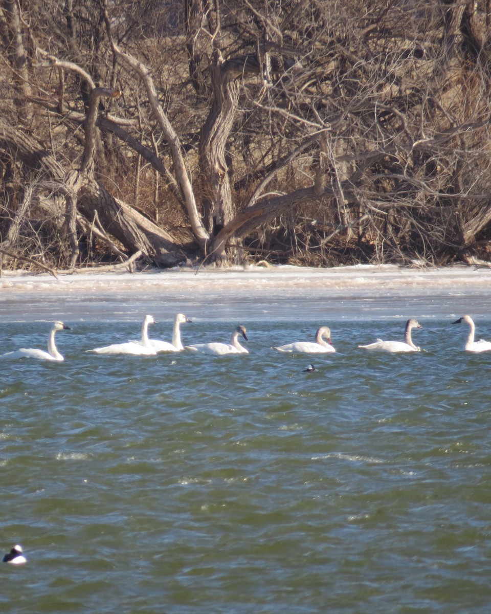 Tundra Swan - ML613655264