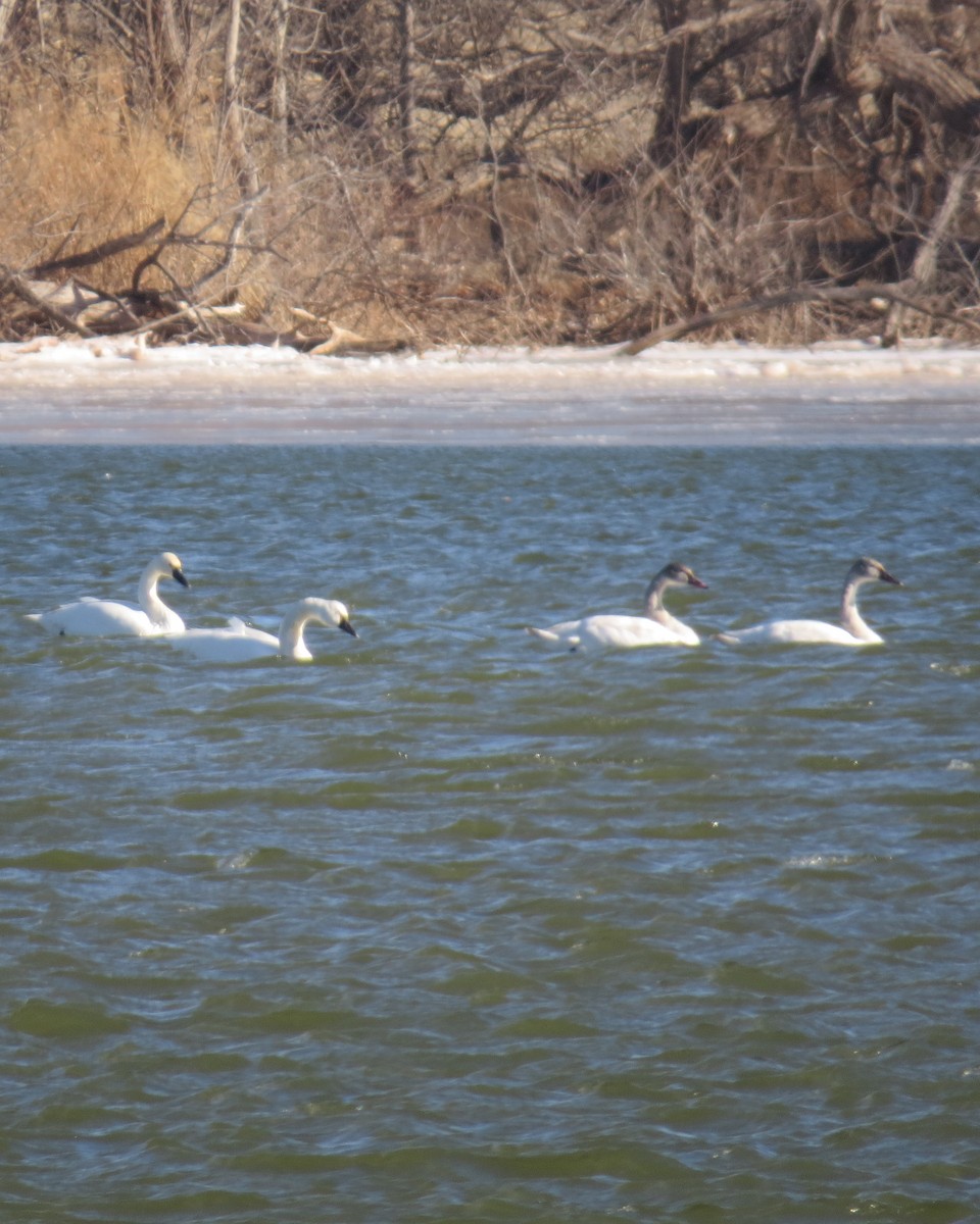 Tundra Swan - ML613655265