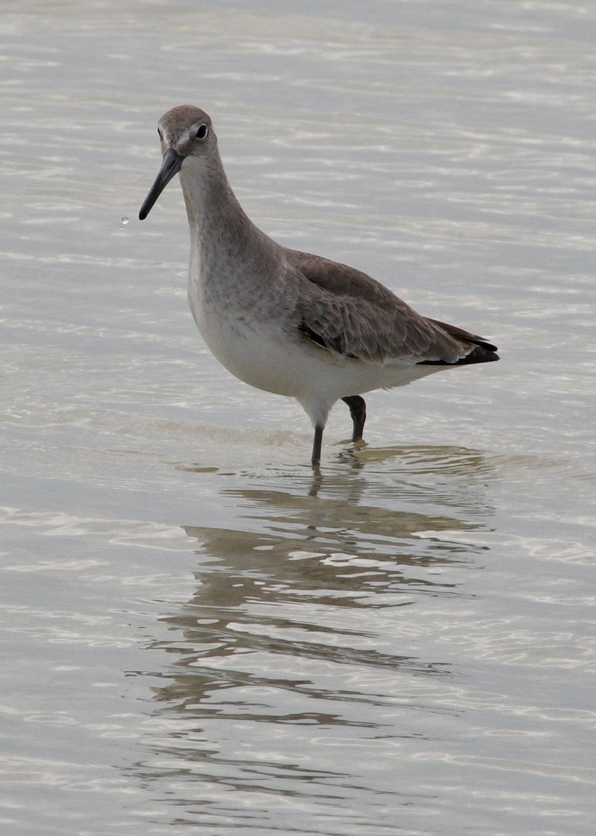 Willet - ML613655287